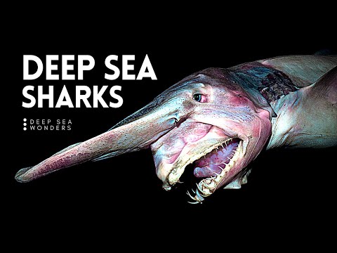 Why Sharks get Creepier the Deeper you Go