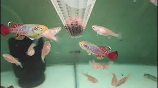 Cara Merawat Ikan Killifish - Giveaway!