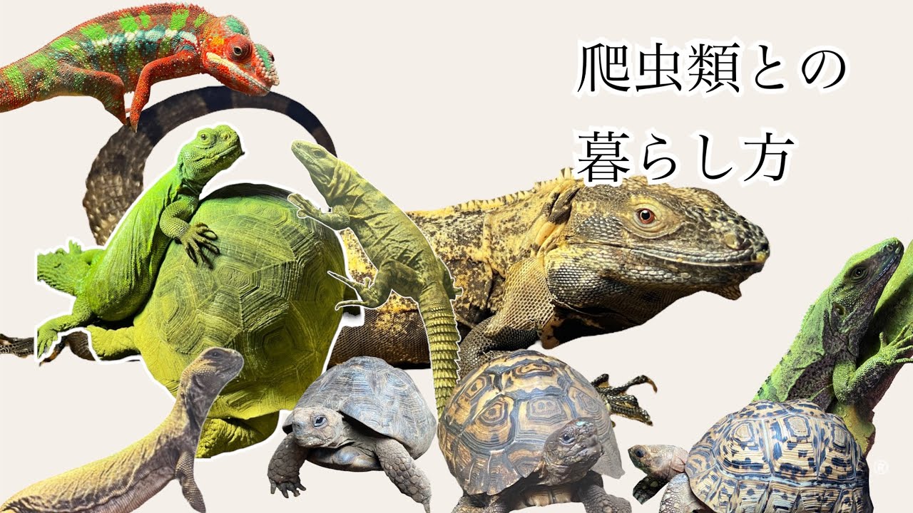 イグアナ　カメレオン　爬虫類 イグアナにカメレオンにヘビ！ は虫類カフェでとってもキュート