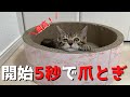 新品の爪とぎを開封して5秒で使ってしまう子猫