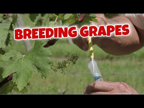 Video: Grapes 