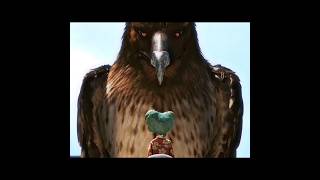 Rango Edit Z-7 Solo Se Necesita Una Bala