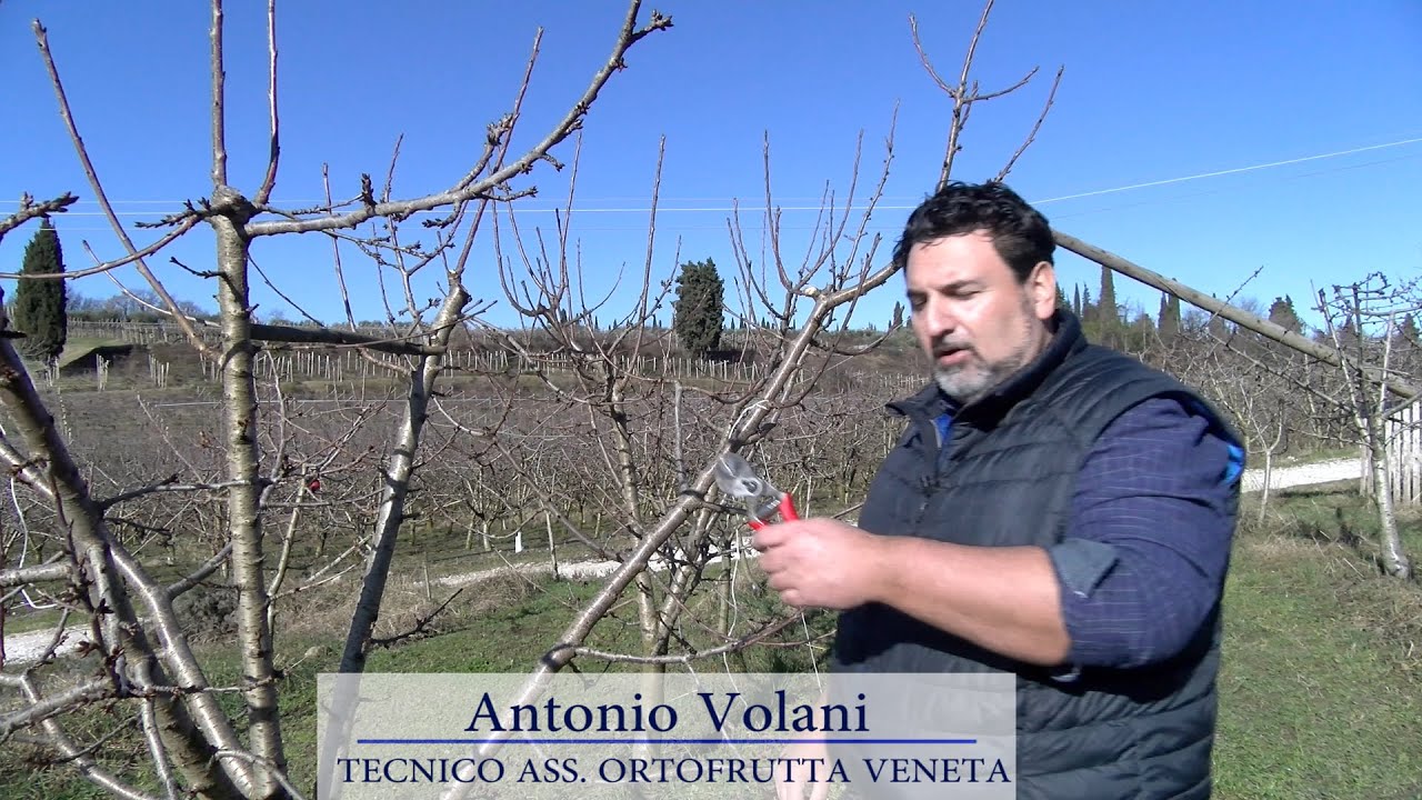 Coldiretti potatura ciliegio