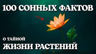 видео: Волшебные факты о растениях, приносящие душевное спокойствие | Наука для сна картинка: Волшебные факты о растениях, приносящие душевное спокойствие | Наука для сна