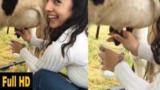 milking by hand in glass  | cow milking