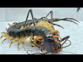 蜈蚣vs蝈蝈 Centipede vs katydid,Centipede eats katydid,The fighting process is wonderful