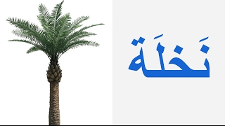 Download Lagu 5. Taa Marbuta - التَاء المَربُوطَة MP3