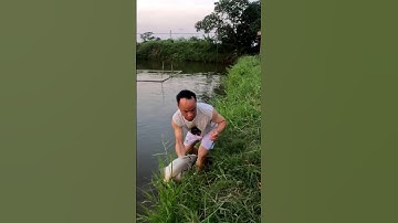 #fishing Săn Cá chém Vược chiều tối  Va hàng khủng #cuoccauca #caucathugian #luoidanhcaadau