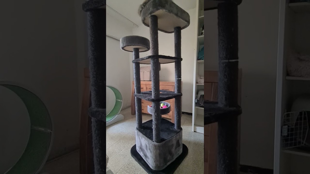 #cat #веселыекоты #прикольныекоты