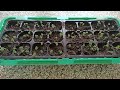 Как сажать семена базилика на рассаду