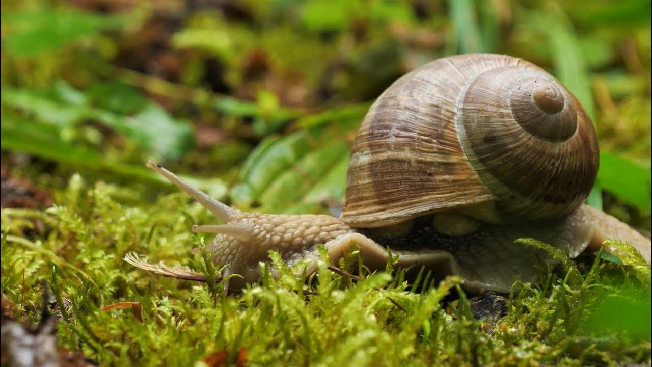 Health Benefits of Snail Slime, Reduce blood pressure, Treating skin