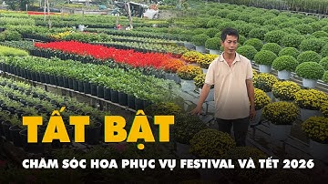 Nông dân làng hoa Sa Đéc tất bật chăm sóc hoa phục vụ Festival và Tết 2026
