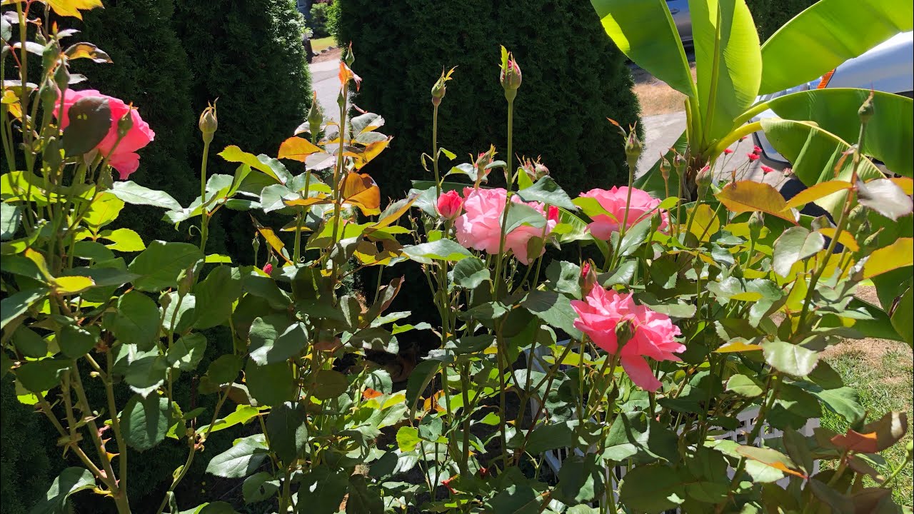 ONE OF MY ROSE BUSHES MORE BLOOM THAN NORMAL YouTube