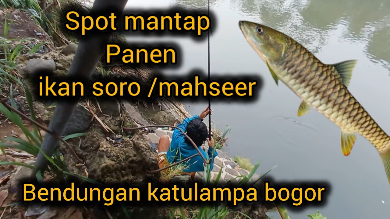 SPOT MANCING MANTAP ,PAGI PAGI DA PANEN IKAN MAHSEER/SORO BENDUNGAN KATULAMPA BOGOR