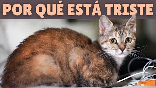 ¿POR QUÉ mi gato está TRISTE? ➡ Las 5 CAUSAS más comunes