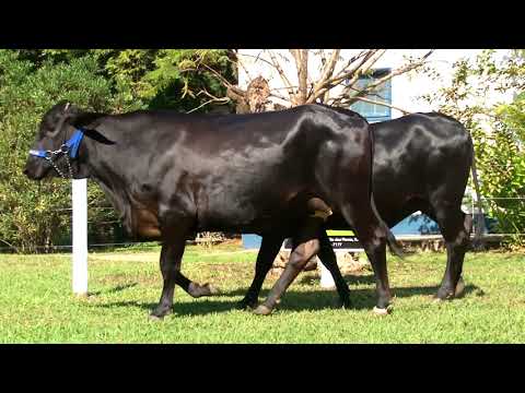 LOTE 68   3645BH  3615BH -   4º LEILÃO FAMÍLIAS - DOMINGO, 13 DE JUNHO, 10HS - REMATEWEB PLUS