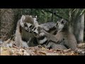Лемур Лаура ребятам о зверятах
