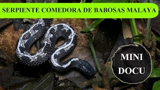 MicroDocu - Serpiente comedora de babosas (Asthenodipsas malaccanus), Sumatra, Indonesia