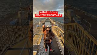 12月とっとパーク、何故かタコが爆釣中です（笑）　#shorts #short