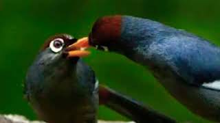 Kompilasli ampuh pikat semua jenis poksai