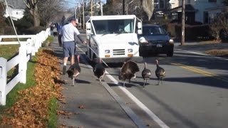 This Mailman Gets Attacked by Turkeys Every Day on the Job