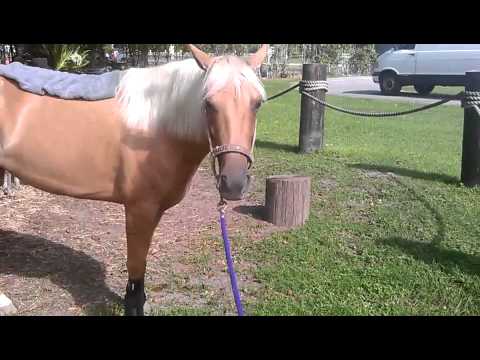 my-horse-paris-trying-boots-on-for-the-first-time-and-walking-funny