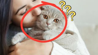 How Do Cats Feel When You Kiss Them: Exploring Feline Affection