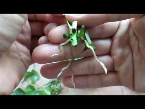 Video Cây Trầu Bà , Hướng Dẫn Giâm Cành Nhân Giống Cây Trầu... - youtube