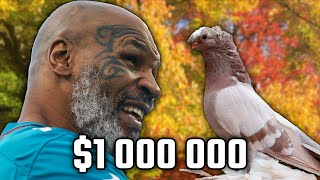 Майк Тайсон дал $1,000,000 голубям! Двухчубые голуби. Tauben. Pigeons. Palomas. Pombos. 비둘기.