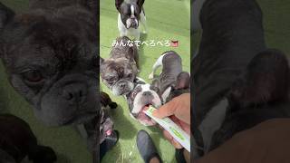 少しでも多く食べたいから知恵を絞り出すフレブル軍団😂#shorts#shortsvideo #frebull #frenchbulldog #フレンチブルドッグ #フレブル7兄弟