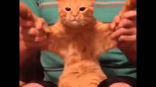 Dubstep Cat Vine By Matthew Paquette