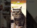 RANKING THE FUNNIEST CAT MOMENTS #viralvideo #funny #trending #cat