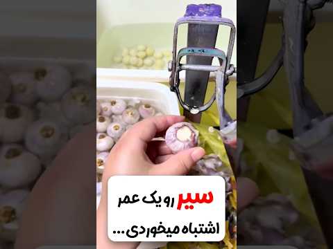 زردچوبه بریز روی سیر سمزدایی کل بدن