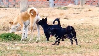 PitBull And Mix Meeting Russell Terrier Near Taphol Village by Kh Animal-lover 5,971 views 2 years ago 3 minutes, 5 seconds