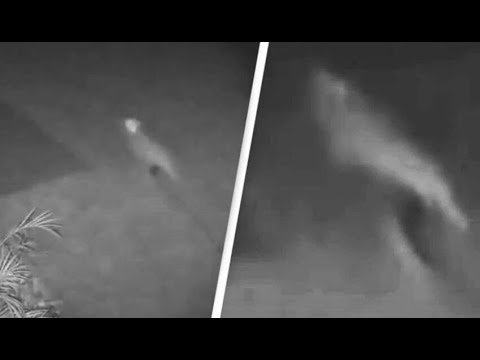 Câmera de segurança registra um velociraptor bebê em uma casa na Flórida!