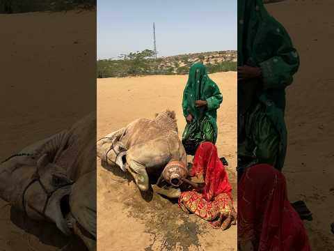 حنة المروعة للعروس حديثة الزواج والجمل عندما سحبت العروس بقوة الجسم الأسود من جسد الجمل