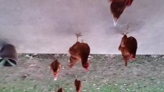 20161229_165426.mp4