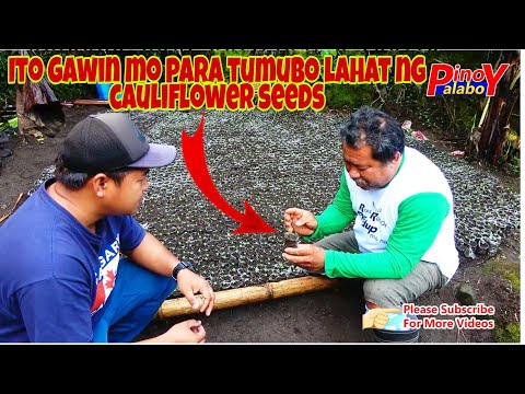 Video: Gabay sa Pagtatanim ng Cauliflower - Paano Magtanim ng Cauliflower Mula sa Mga Buto