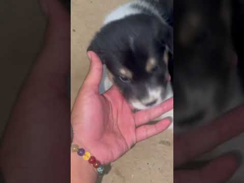 #dog #funny #goldenretreiver #puppy #pets #cute #dogshorts #amazing #animals #cutedog #dogs #shorts thumbnail