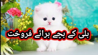 Persian Cat Kitten Available For Sale In Pakistan | Cat In Pakistan |