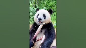 Forrest Galante Speaks On Why Panda Bears Are Trying To Go Extinct