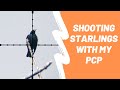 Shooting Starlings with a PCP - Airgun Pest Control ep. 3 - BHT