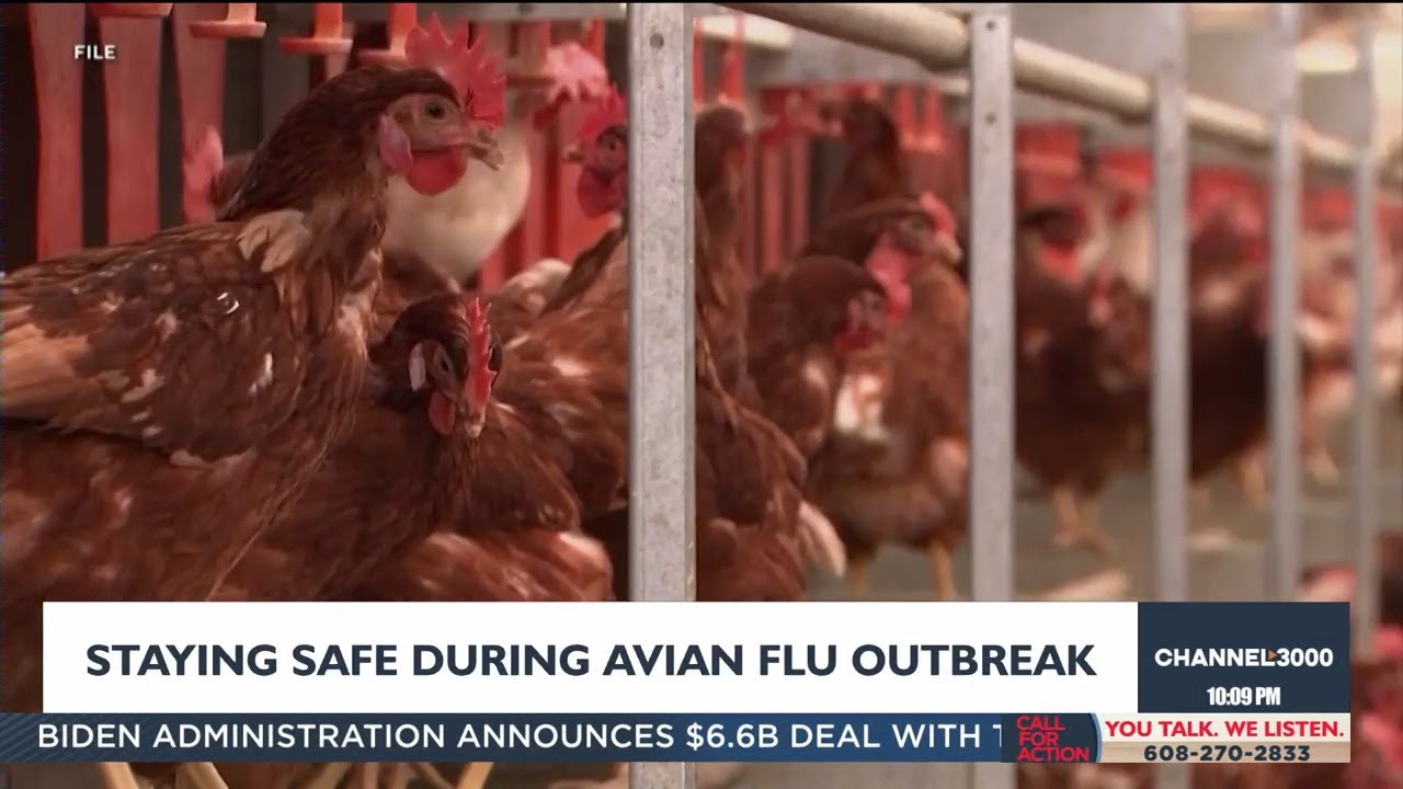 What you need to know amid avian flu outbreak among animals - YouTube