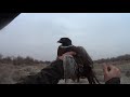 ОХОТА НА ФАЗАНА // HUNTING FOR PHEASANT #101