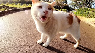 人懐っこい茶シロ猫が「一緒にベンチで休憩しようよ」と誘ってきた
