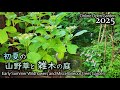 初夏の山野草と雑木の庭 オンラインオープンガーデン(2025/6/21)