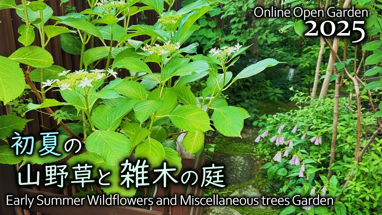 初夏の山野草と雑木の庭 オンラインオープンガーデン（2025/6/21）