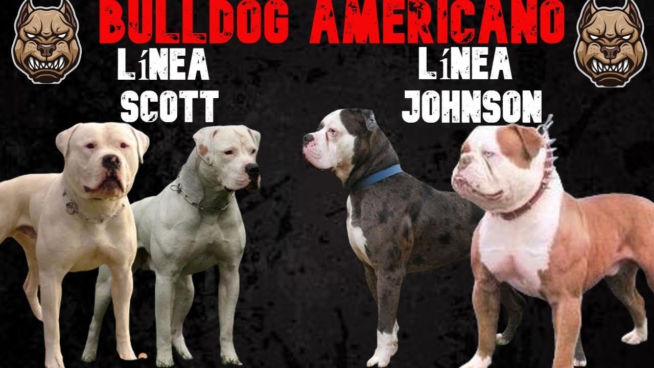 cu-l-es-la-diferencia-entre-el-johnson-y-el-bulldog-americano-est-ndar