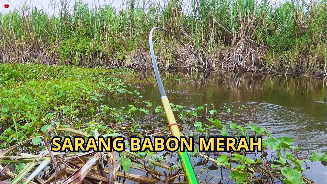Kali Ini Bener-Bener Mendebarkan! Baru Lempar Langsung Strike Babon!