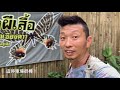 熱血阿傑超狂生態課！泰國清道Chiang Dao Nature Reserve拍蝶-趴蝶-跟著熱血阿傑玩自然-綠帶燕鳳蝶-鍬形蟲